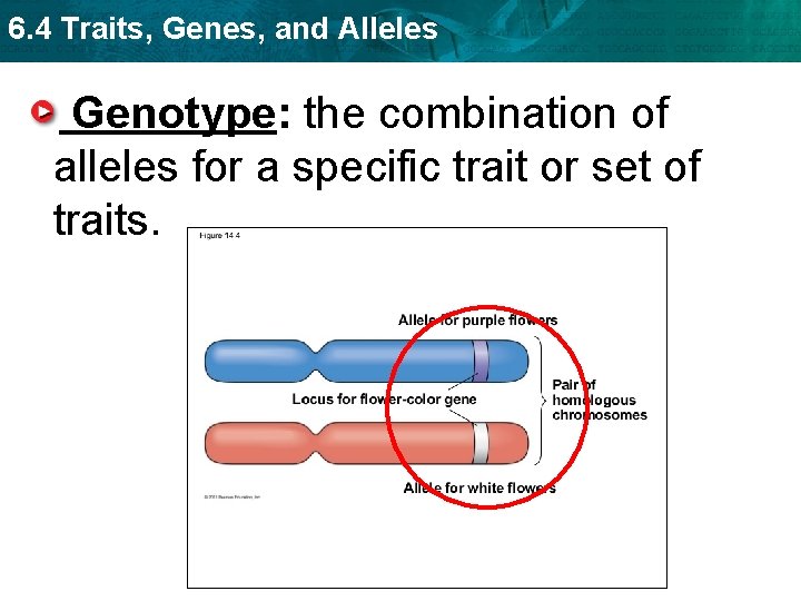 6. 4 Traits, Genes, and Alleles Genotype: the combination of alleles for a specific