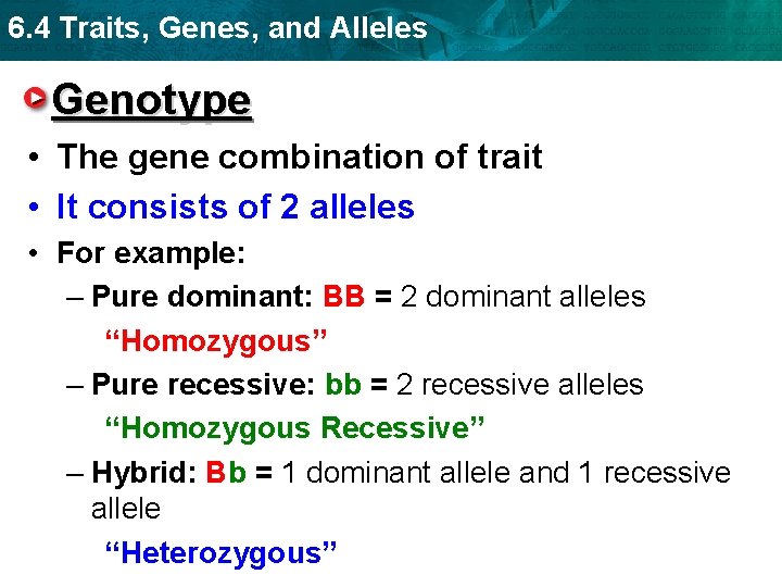 6. 4 Traits, Genes, and Alleles Genotype • The gene combination of trait •