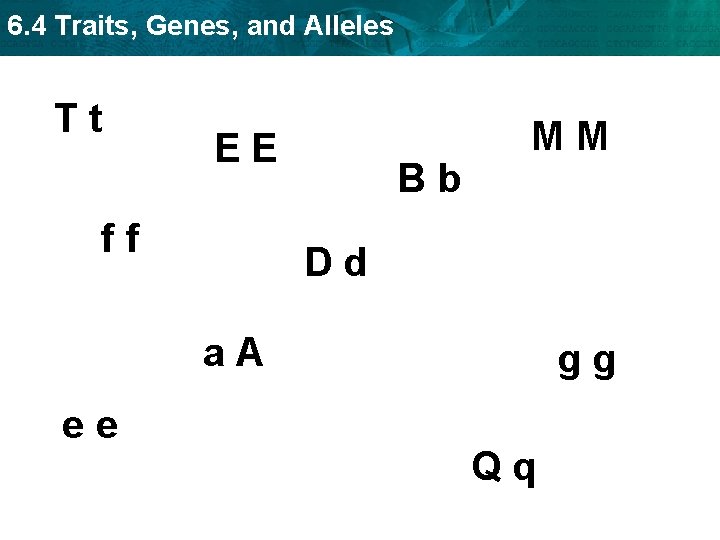 6. 4 Traits, Genes, and Alleles Tt EE ff Bb MM Dd a. A