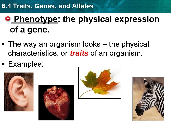 6. 4 Traits, Genes, and Alleles Phenotype: the physical expression of a gene. •