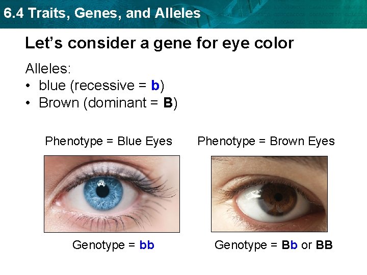 6. 4 Traits, Genes, and Alleles Let’s consider a gene for eye color Alleles: