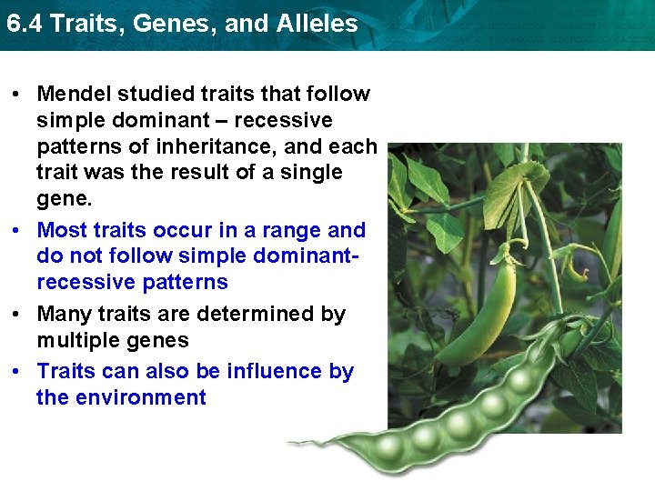 6. 4 Traits, Genes, and Alleles • Mendel studied traits that follow simple dominant