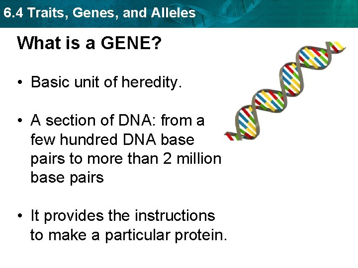 6. 4 Traits, Genes, and Alleles What is a GENE? • Basic unit of