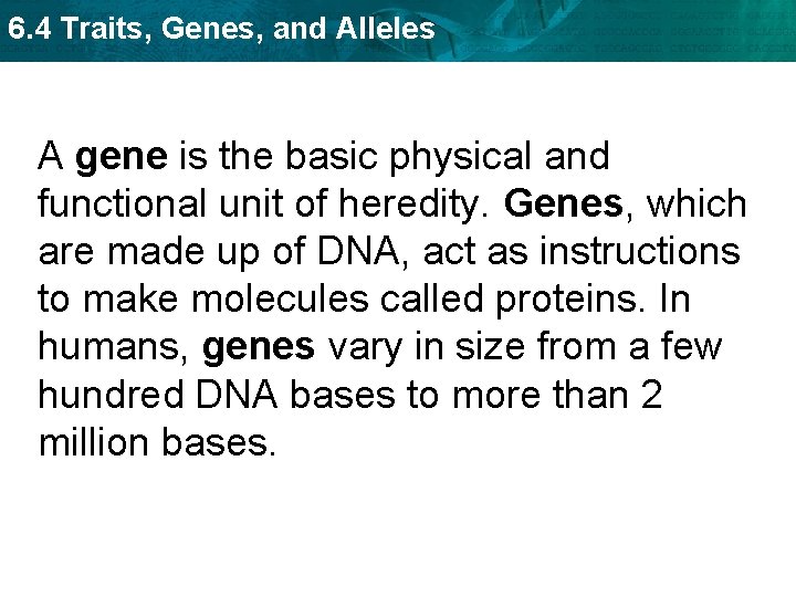 6. 4 Traits, Genes, and Alleles A gene is the basic physical and functional