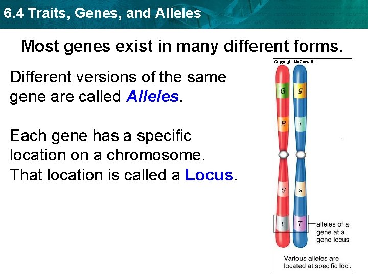 6. 4 Traits, Genes, and Alleles Most genes exist in many different forms. Different