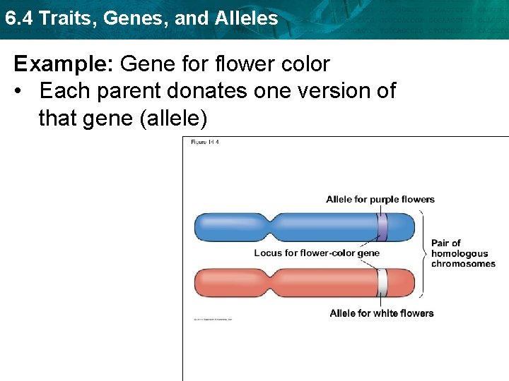 6. 4 Traits, Genes, and Alleles Example: Gene for flower color • Each parent