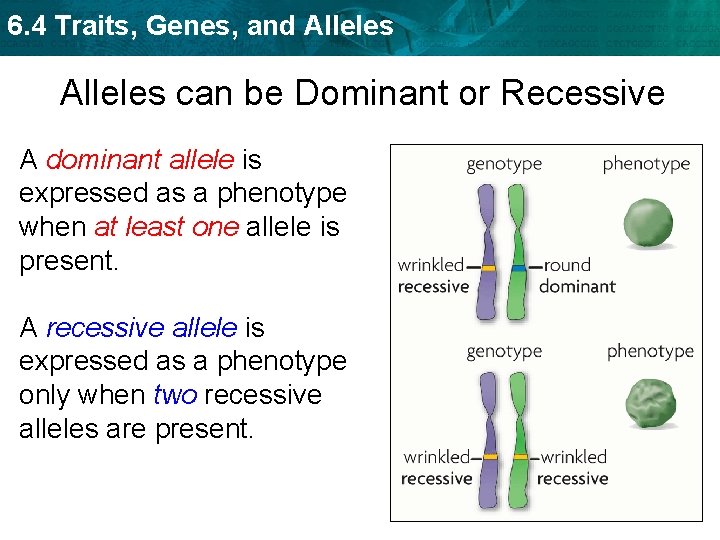 6. 4 Traits, Genes, and Alleles can be Dominant or Recessive A dominant allele