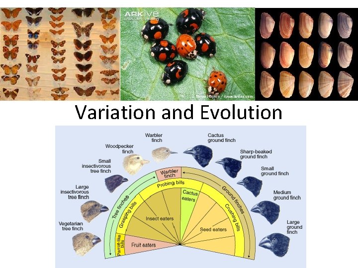 Variation and Evolution 