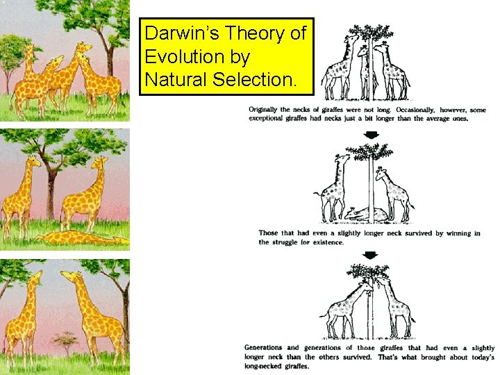 Darwin’s Theory of Evolution by Natural Selection. 