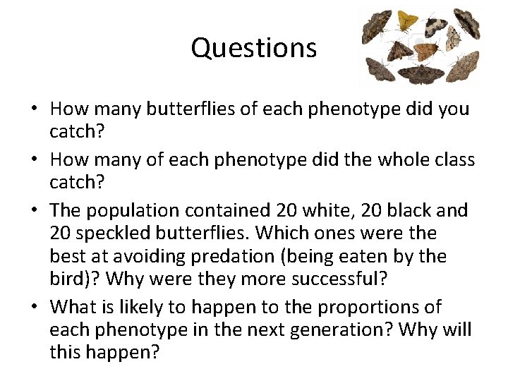 Questions • How many butterflies of each phenotype did you catch? • How many