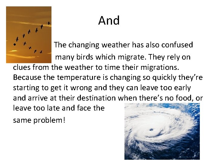 And The changing weather has also confused many birds which migrate. They rely on