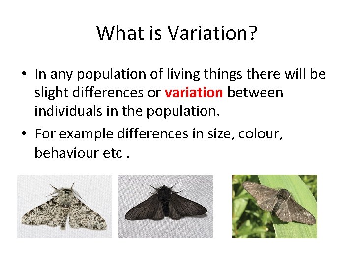What is Variation? • In any population of living things there will be slight