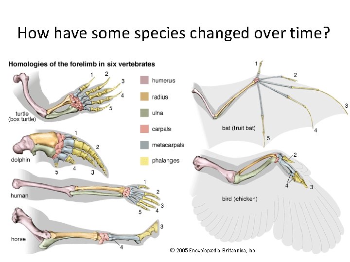 How have some species changed over time? 