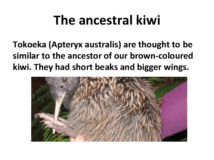 The ancestral kiwi Tokoeka (Apteryx australis) are thought to be similar to the ancestor