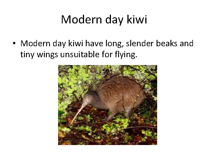 Modern day kiwi • Modern day kiwi have long, slender beaks and tiny wings