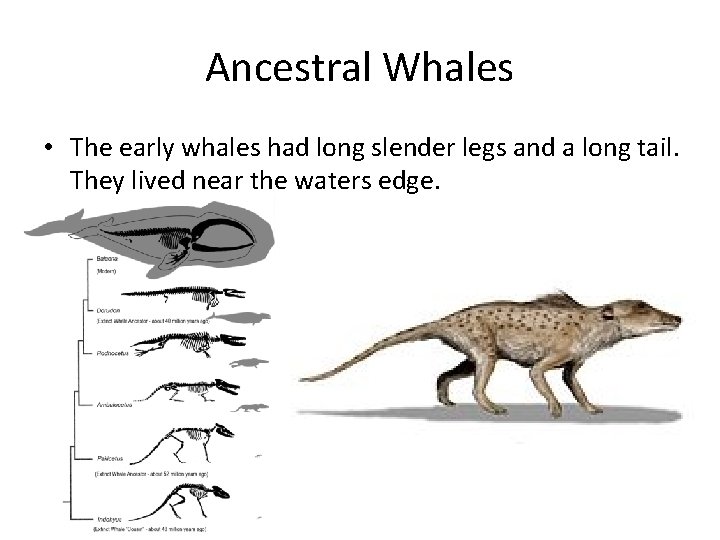 Ancestral Whales • The early whales had long slender legs and a long tail.