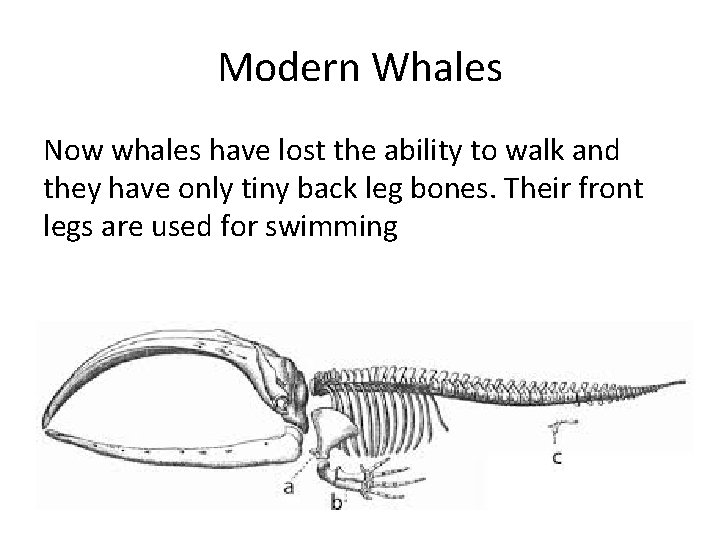 Modern Whales Now whales have lost the ability to walk and they have only