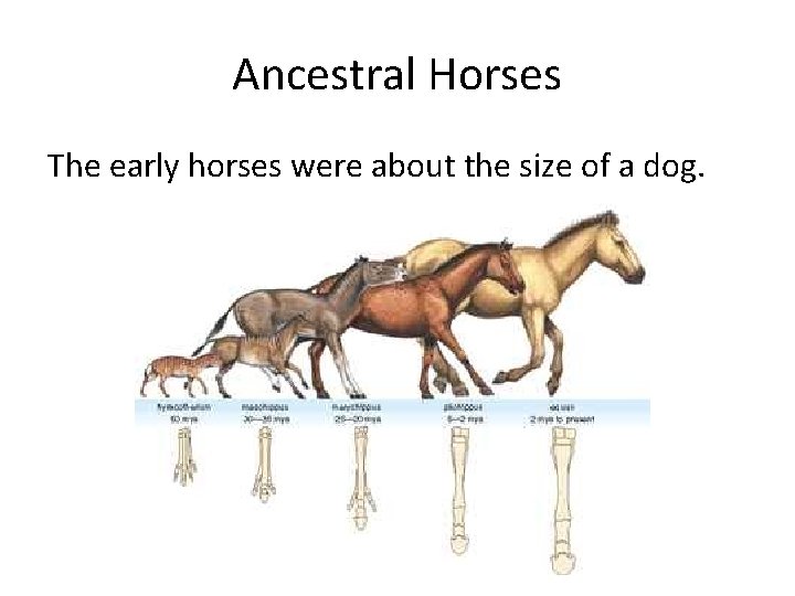 Ancestral Horses The early horses were about the size of a dog. 