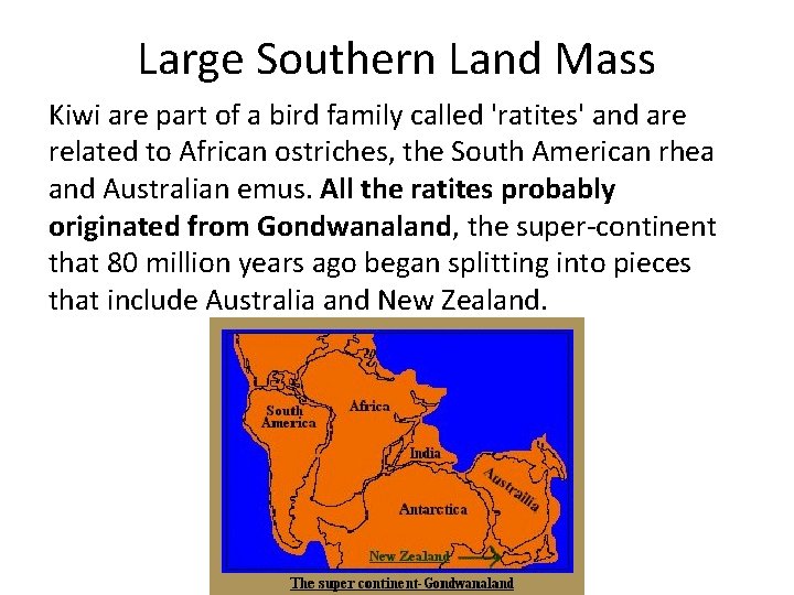 Large Southern Land Mass Kiwi are part of a bird family called 'ratites' and