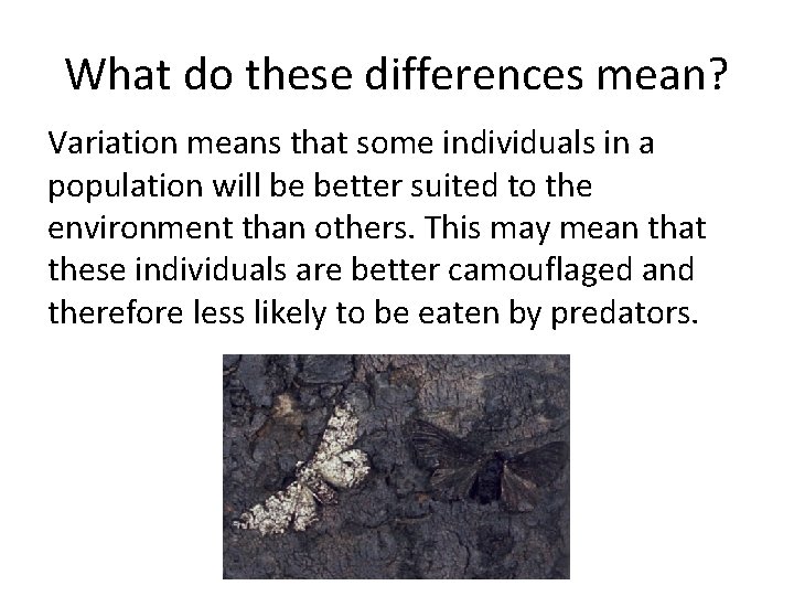What do these differences mean? Variation means that some individuals in a population will