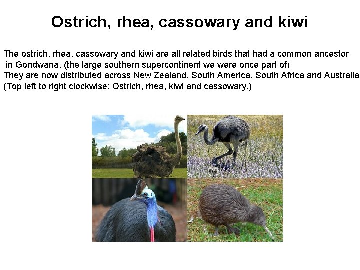 Ostrich, rhea, cassowary and kiwi The ostrich, rhea, cassowary and kiwi are all related