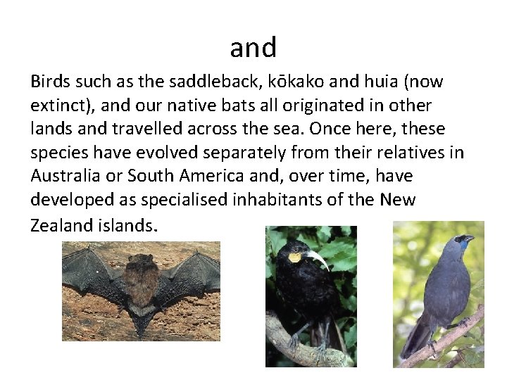 and Birds such as the saddleback, kōkako and huia (now extinct), and our native