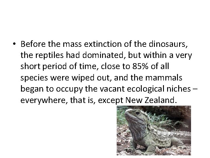  • Before the mass extinction of the dinosaurs, the reptiles had dominated, but