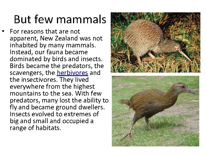 But few mammals • For reasons that are not apparent, New Zealand was not