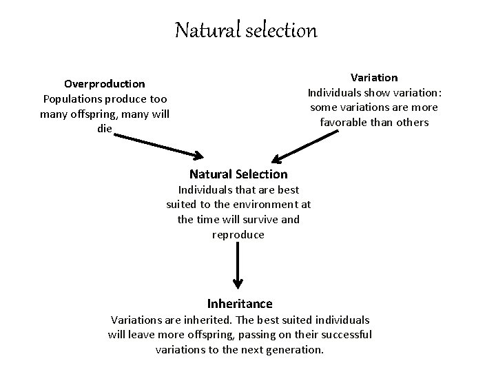 Natural selection Variation Individuals show variation: some variations are more favorable than others Overproduction