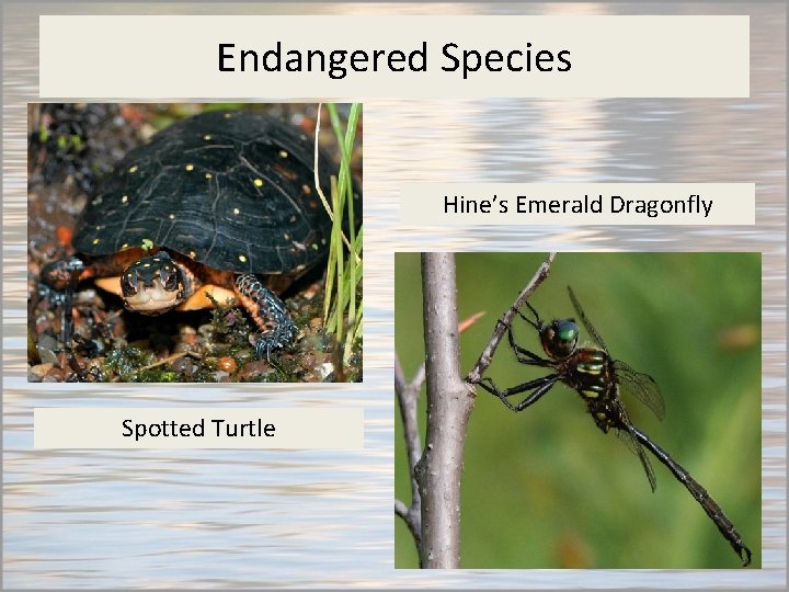 Endangered Species Hine’s Emerald Dragonfly Spotted Turtle 