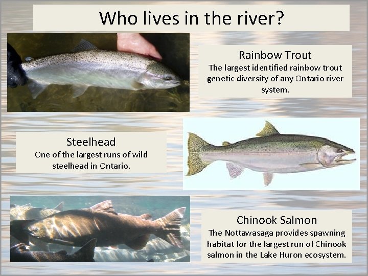 Who lives in the river? Rainbow Trout The largest identified rainbow trout genetic diversity