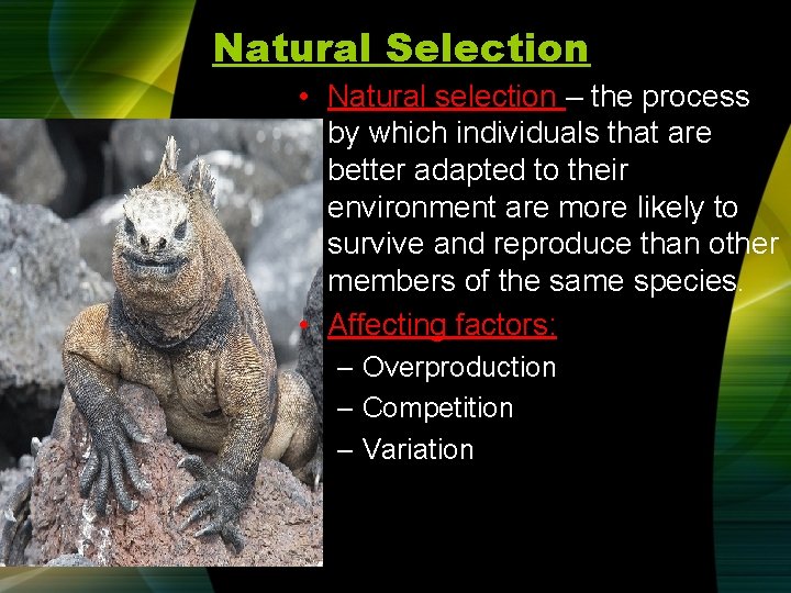 Natural Selection • Natural selection – the process by which individuals that are better
