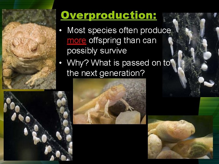 Overproduction: • Most species often produce more offspring than can possibly survive • Why?