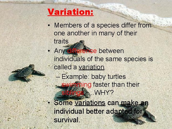 Variation: • Members of a species differ from one another in many of their