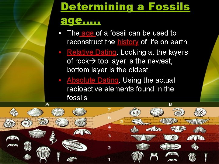 Determining a Fossils age…. . • The age of a fossil can be used