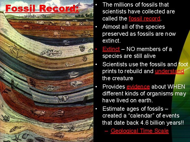 Fossil Record: • The millions of fossils that scientists have collected are called the