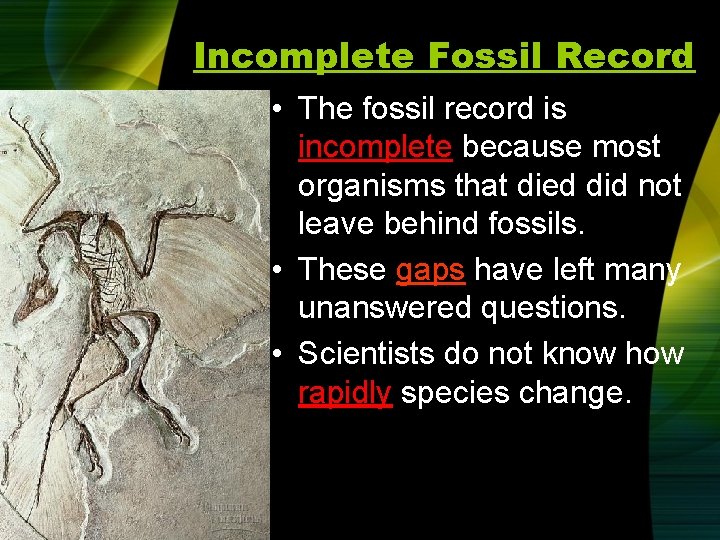 Incomplete Fossil Record • The fossil record is incomplete because most organisms that died