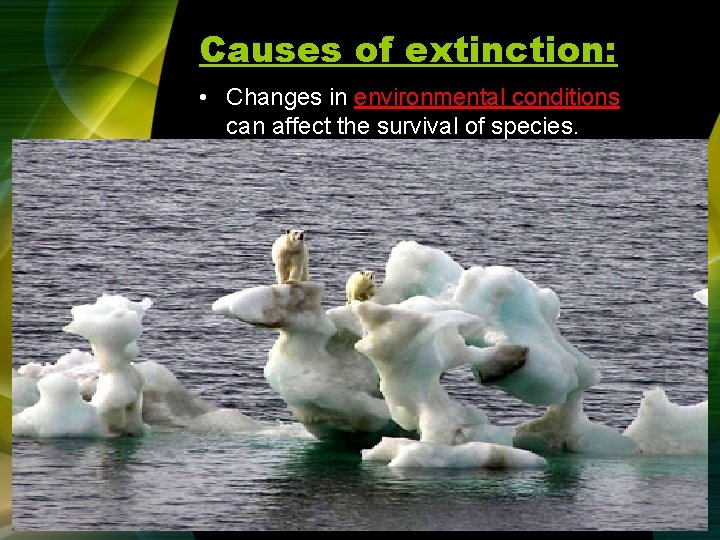 Causes of extinction: • Changes in environmental conditions can affect the survival of species.