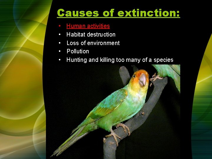 Causes of extinction: • • • Human activities Habitat destruction Loss of environment Pollution