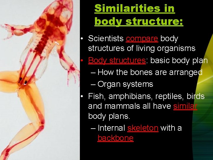 Similarities in body structure: • Scientists compare body structures of living organisms • Body