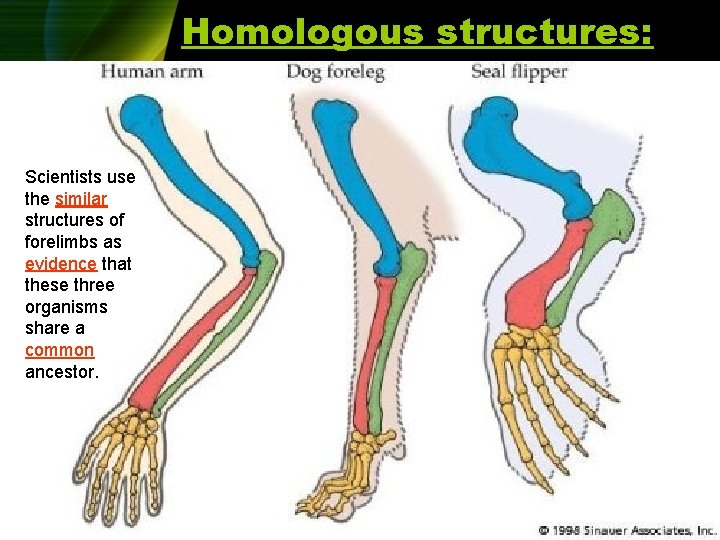 Homologous structures: Scientists use the similar structures of forelimbs as evidence that these three