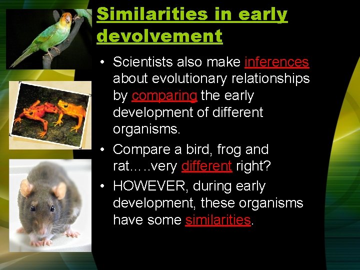 Similarities in early devolvement • Scientists also make inferences about evolutionary relationships by comparing