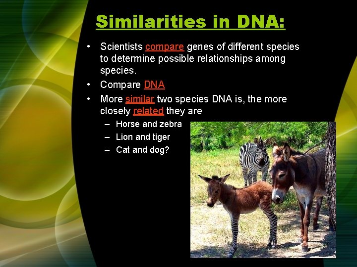 Similarities in DNA: • Scientists compare genes of different species to determine possible relationships