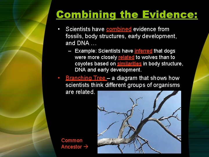 Combining the Evidence: • Scientists have combined evidence from fossils, body structures, early development,