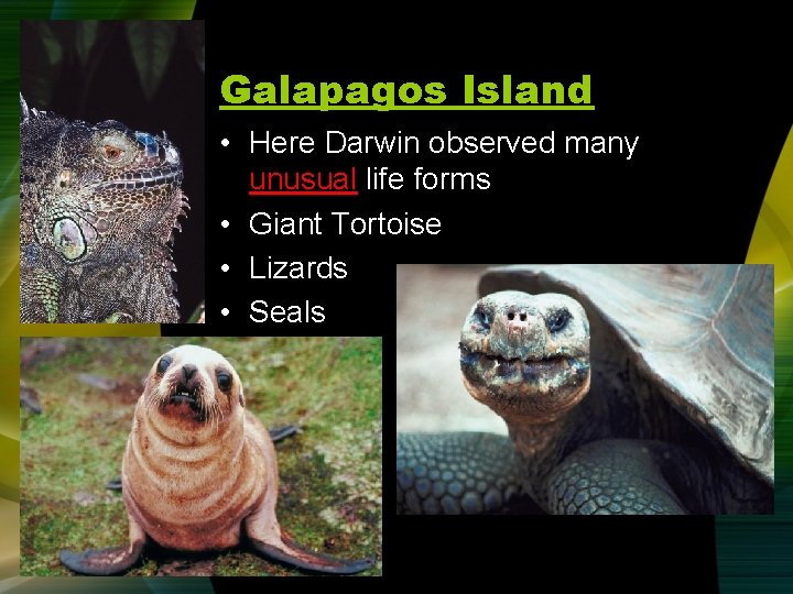 Galapagos Island • Here Darwin observed many unusual life forms • Giant Tortoise •