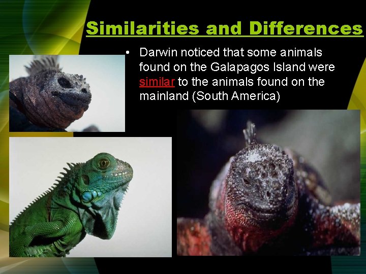 Similarities and Differences • Darwin noticed that some animals found on the Galapagos Island