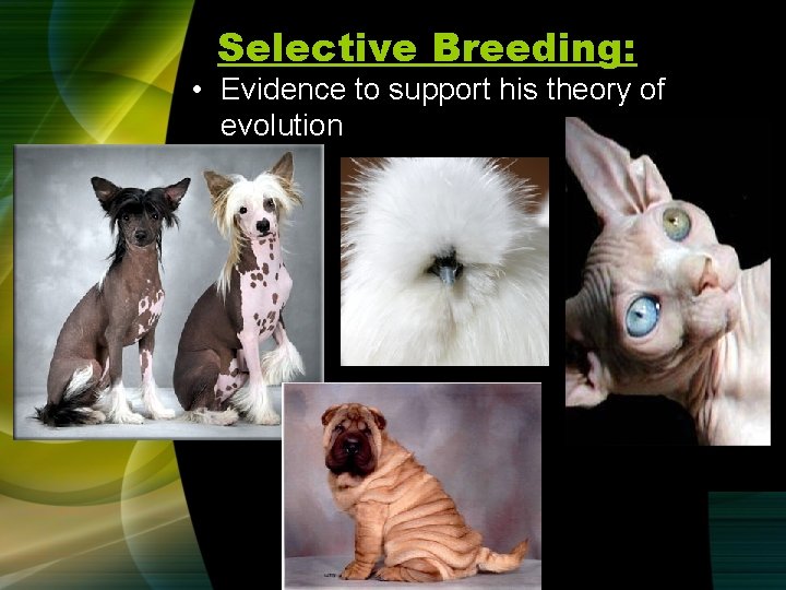 Selective Breeding: • Evidence to support his theory of evolution 