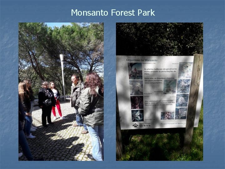 Monsanto Forest Park 