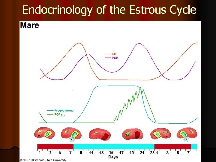Endocrinology of the Estrous Cycle 