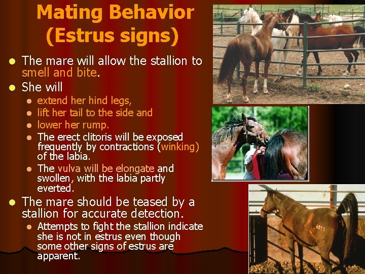 Mating Behavior (Estrus signs) The mare will allow the stallion to smell and bite.